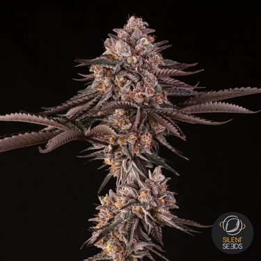 Jamaican Sunset by Julian Marley planta entera