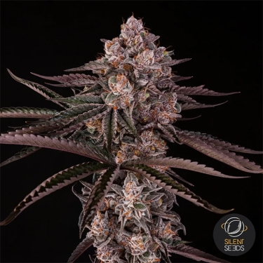 Jamaican Sunset by Julian Marley flor central