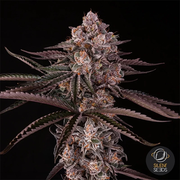 Jamaican Sunset by Julian Marley flor central