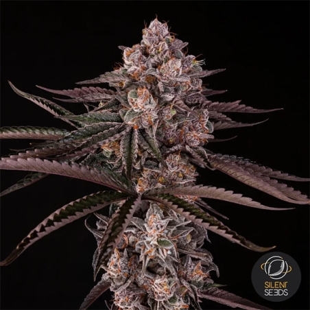 Jamaican Sunset by Julian Marley flor central