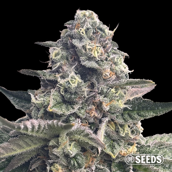 View Banana Kush Regular