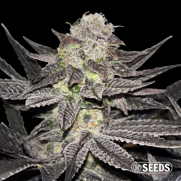 View Miracle Alien Cookies Regular
