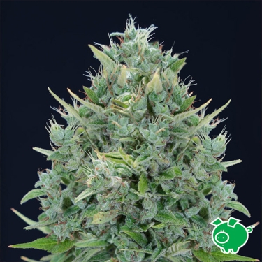 Txomango Auto foto de planta