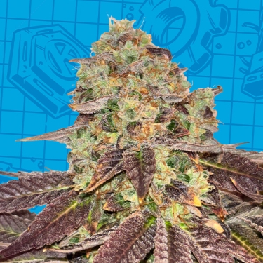 Biscotti K-Mintz Ripper Seeds x GB | Edición limitada