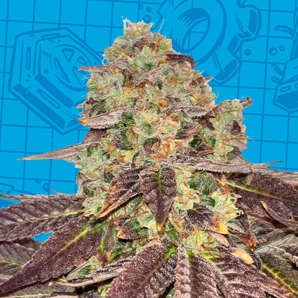 Biscotti K-Mintz Ripper Seeds x GB | Edición limitada