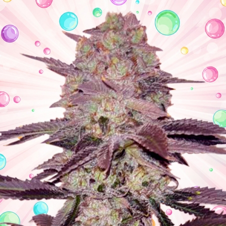Sweet Velvet Drip F1 Fast Version® | GB x Sweet Seeds