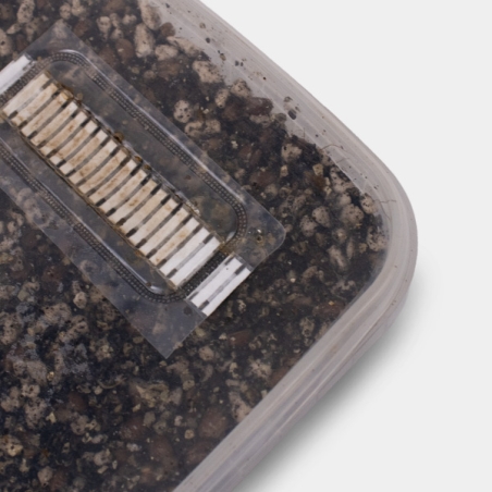 Sustrato de Cultivo para Setas vista inocular