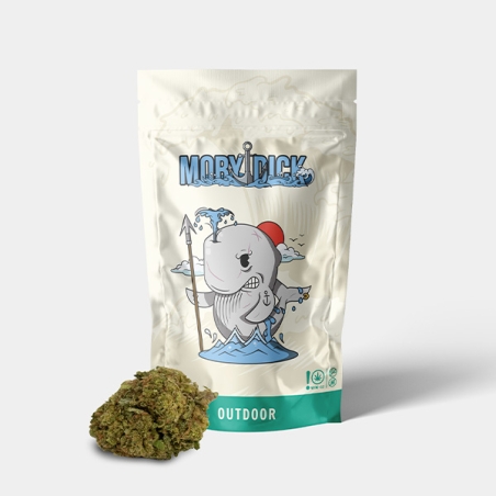 CBD-Blüten GB Outdoor Moby Dick