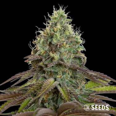 Purple Haze Feminizada a Granel