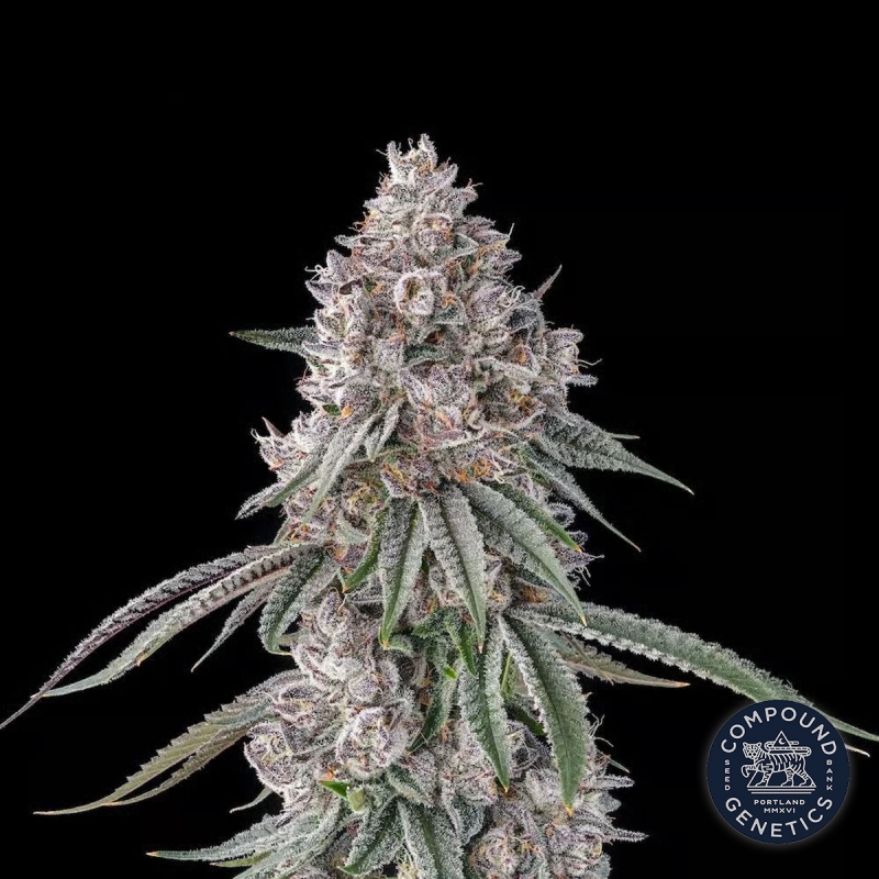 View Lemon Chain Compound Genetics | Semillas Feminizadas