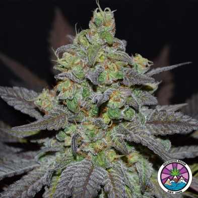 Golosa Auto XL