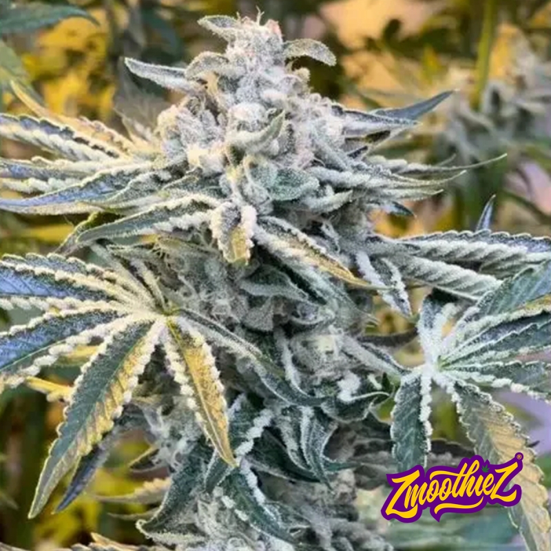 Candy´n Cream flor