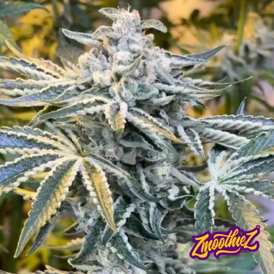 Candy´n Cream flor