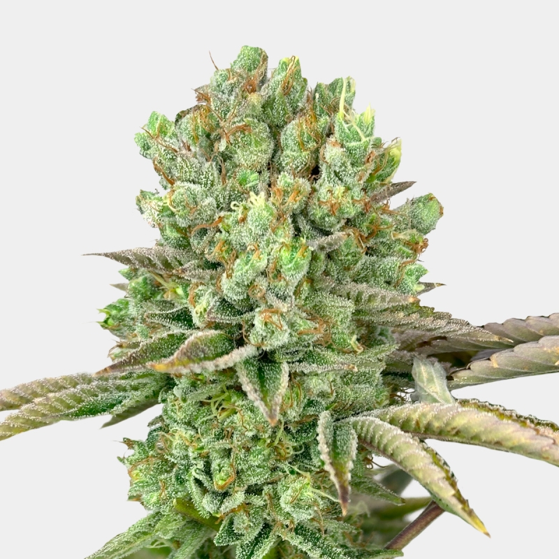 Oreoz GB Strains
