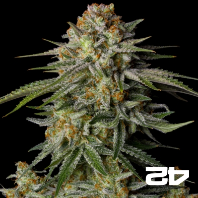 GG4 Sherbet Fast