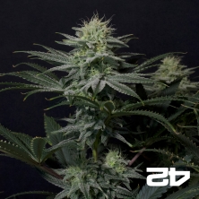GG4 Sherbet Fast