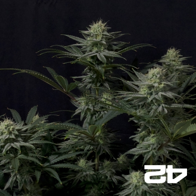 GG4 Sherbet Fast