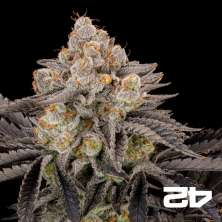 View Gorilla Cookies Fast