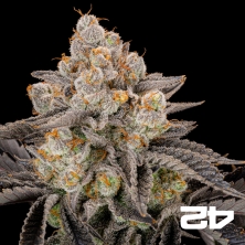 Gorilla Cookies Fast