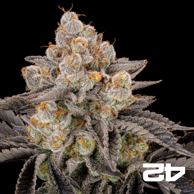 Gorilla Cookies Fast