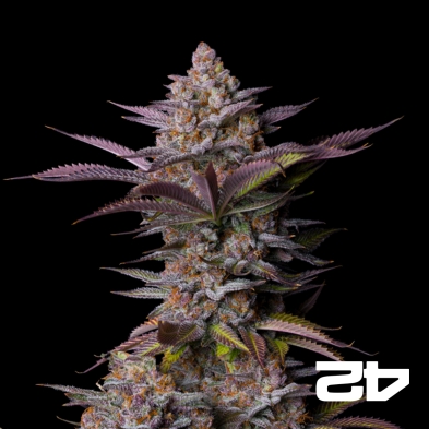 Tropicana Cookies Fast