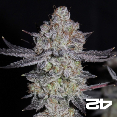 Tropicana Cookies Fast