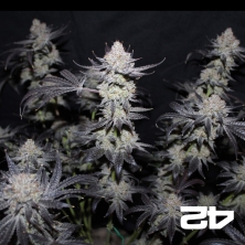Tropicana Cookies Fast