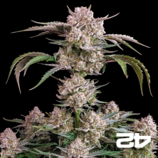 View Strawberry Gorilla Auto