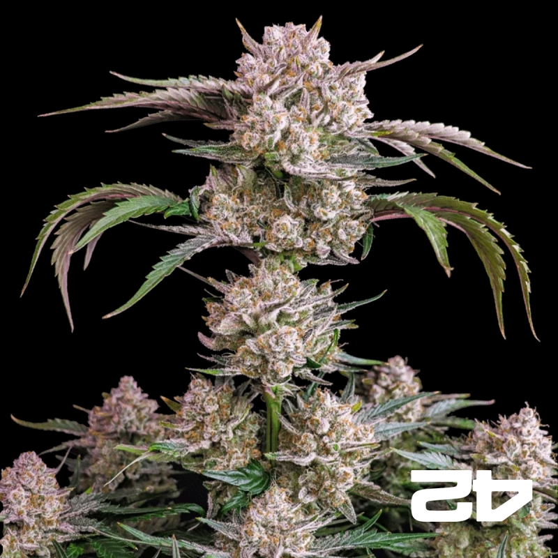 View Strawberry Gorilla Auto