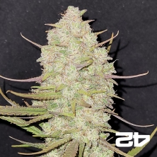 Tropicana Cookies Auto