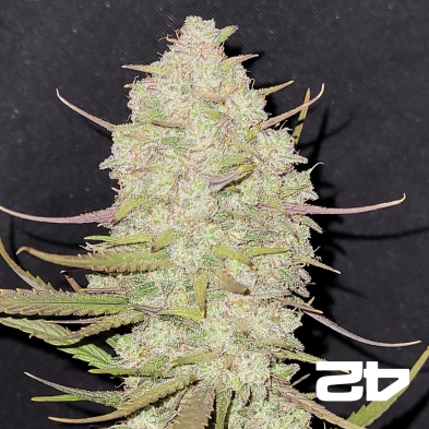Tropicana Cookies Auto