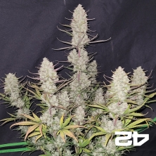 View Tropicana Cookies Auto