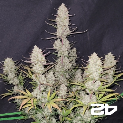 Tropicana Cookies Auto