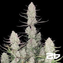 Tropicana Cookies Auto