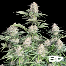 View Moby Dick Auto Fast Buds
