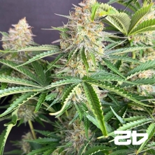 Moby Dick Auto Fast Buds