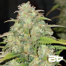 Moby Dick Auto Fast Buds