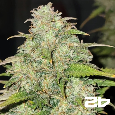 Moby Dick Auto Fast Buds