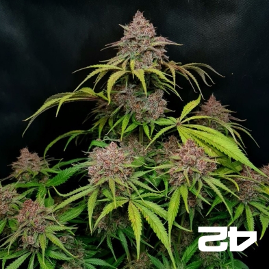 Gorilla Punch Auto