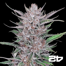 Gorilla Punch Auto