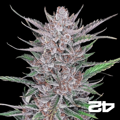 Gorilla Punch Auto