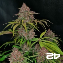 Gorilla Punch Auto