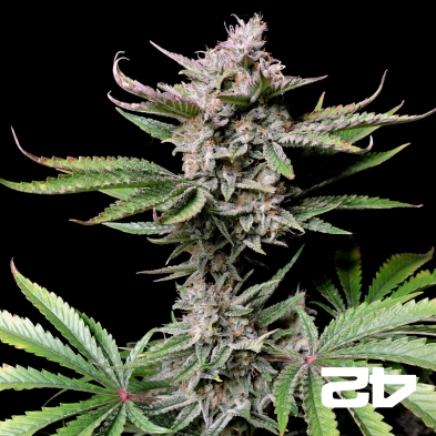Cherry Cola Auto