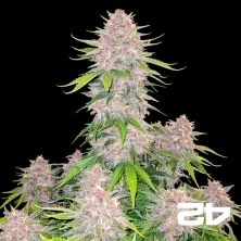View Cherry Cola Auto