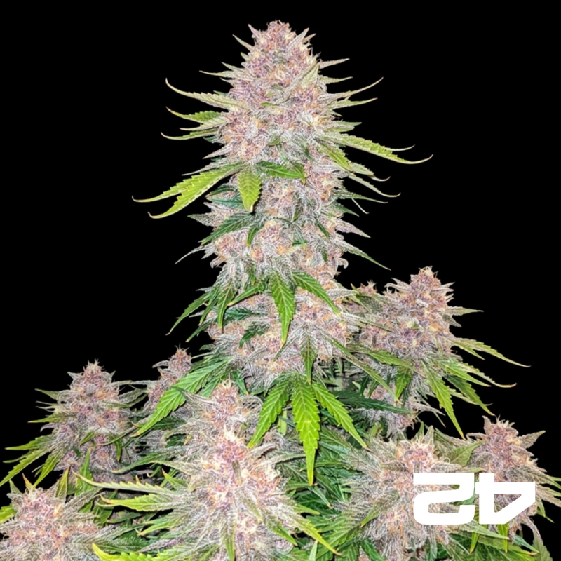 Cherry Cola Auto