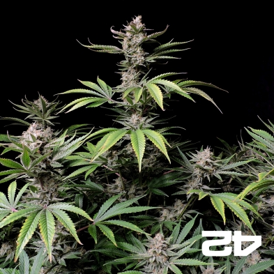 Cherry Cola Auto
