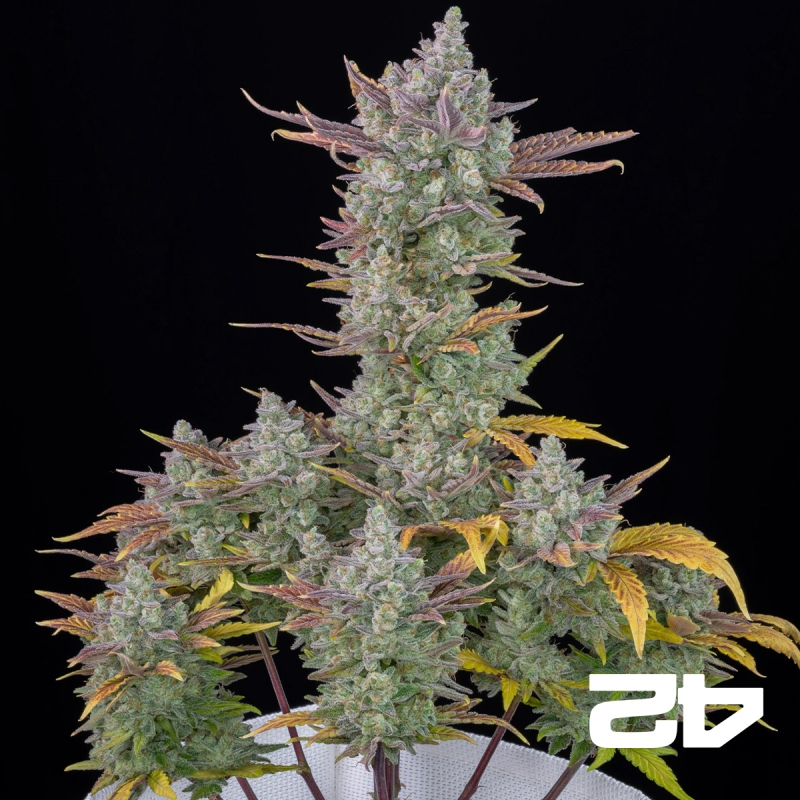 Gorilla Cookies Auto
