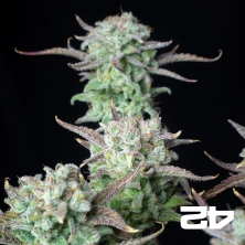 View Strawberry Banana Auto