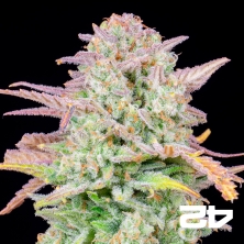 Trainwreck Auto