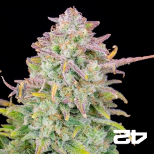 Trainwreck Auto